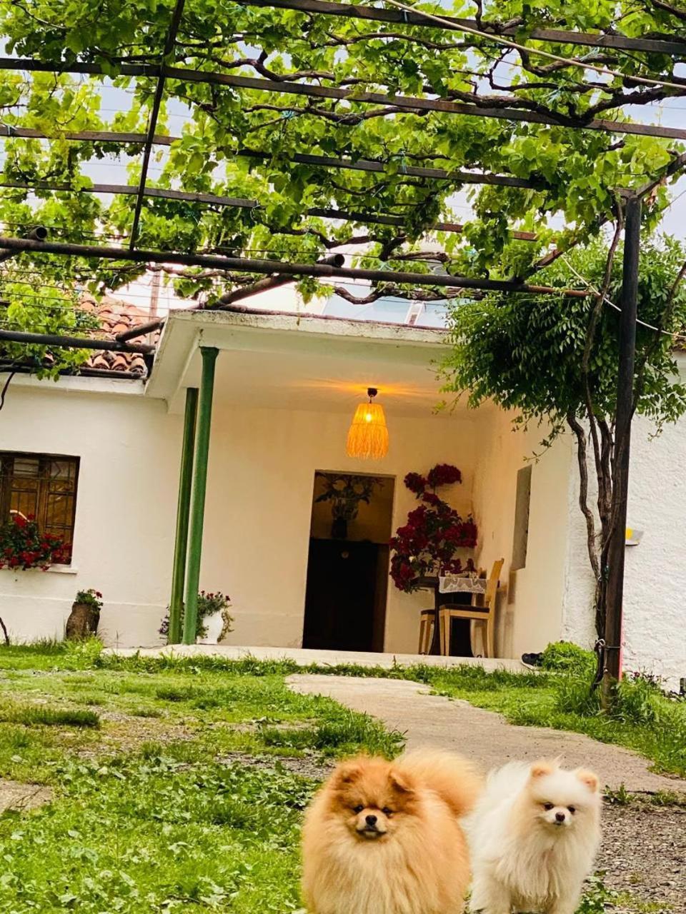 Guesthouse Vitoria - Mrizi I Zanave Fishte Exterior foto